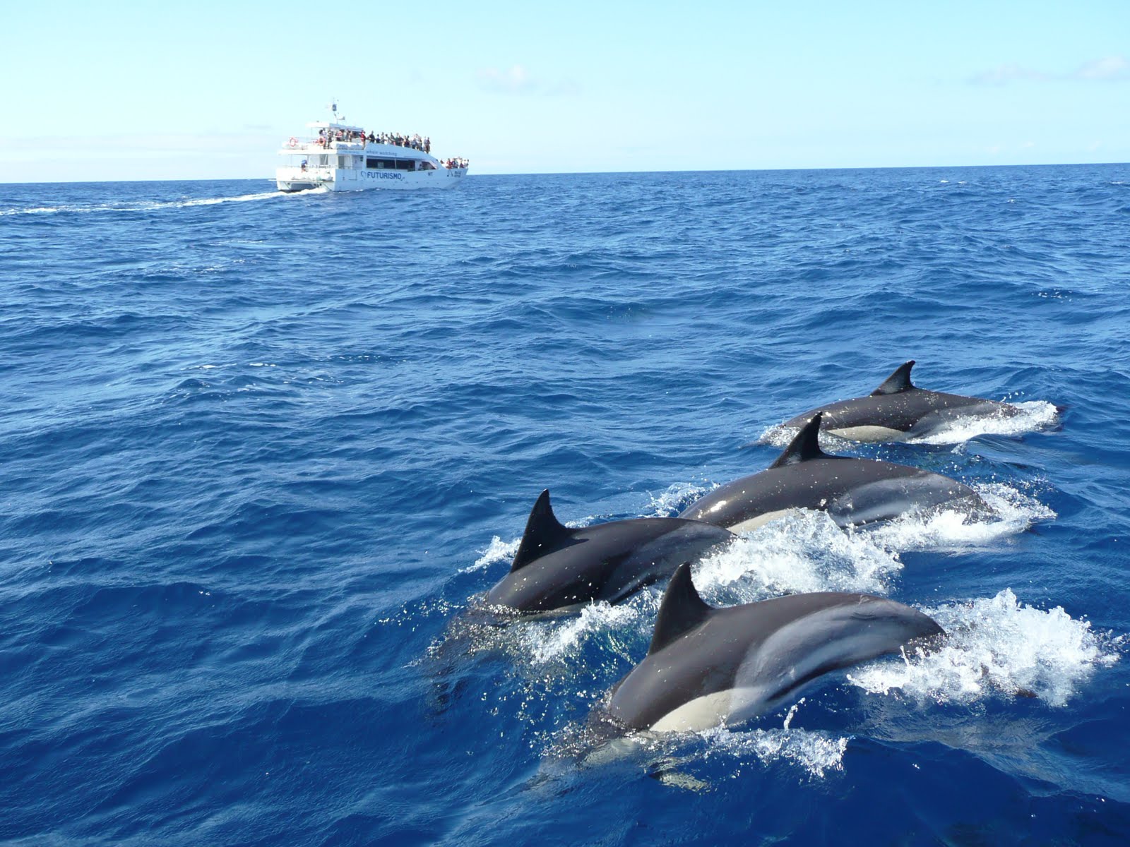 Whale watching